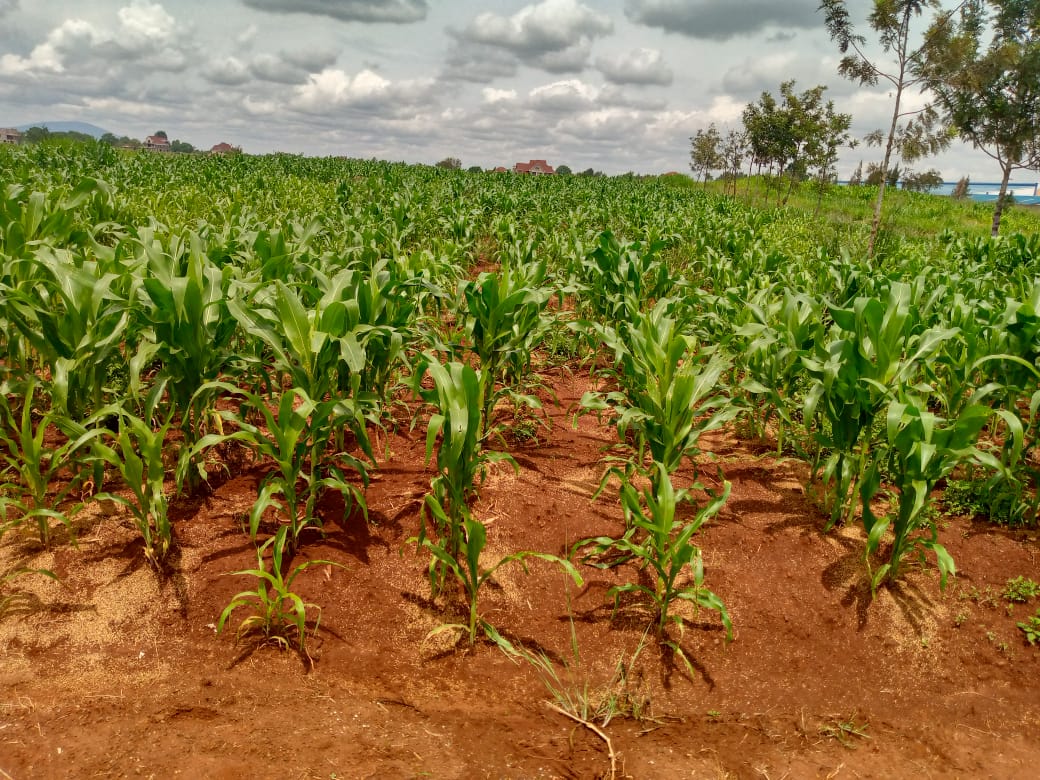 Maize cultivation