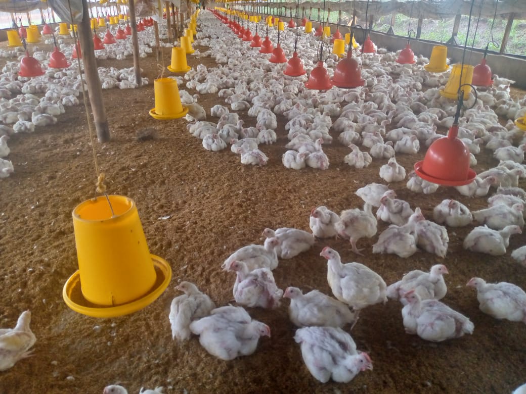 Thousands of healthy chickens in a spacious, clean farm