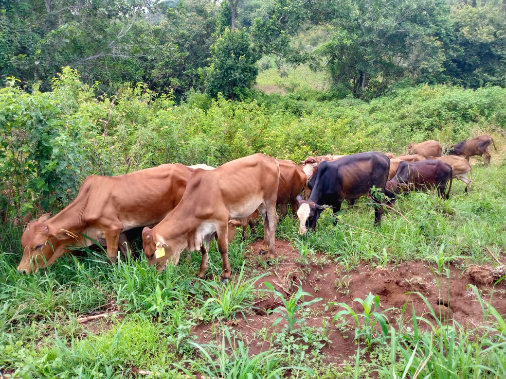 Dairy cattle grazing
