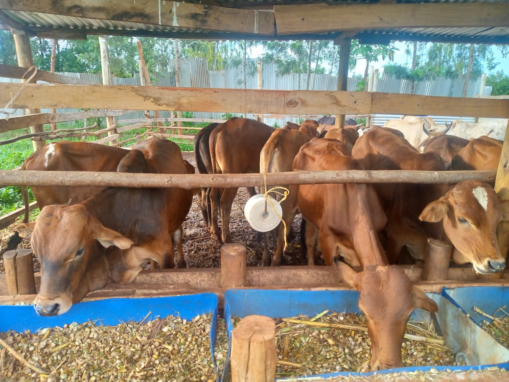 Dairy Cattle Management