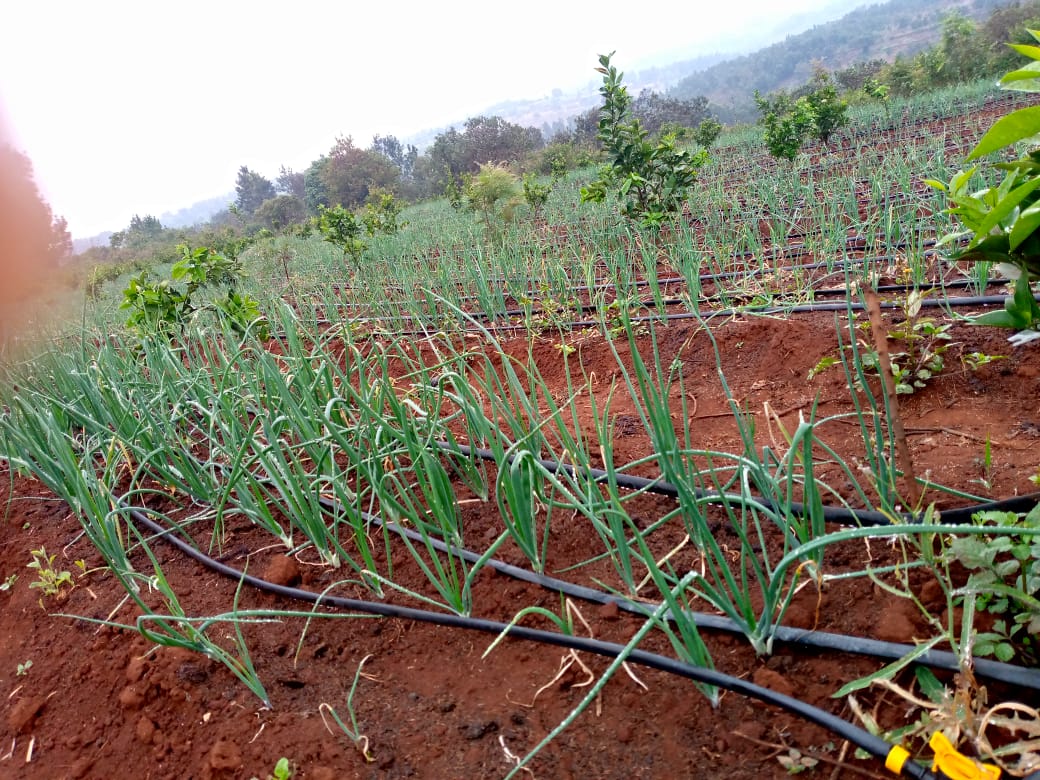 Rows of fresh onions growing in a field