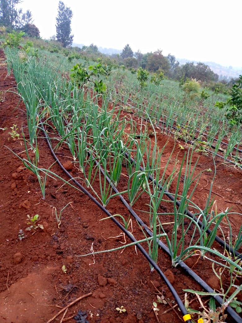 Rows of fresh onions growing in a field