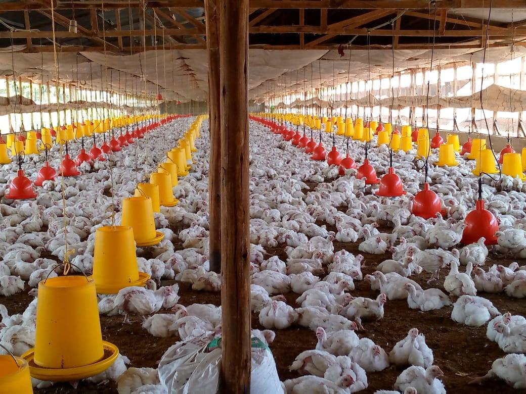 Healthy chickens in modern poultry farm