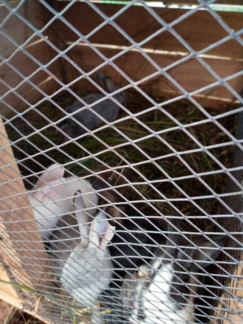 Rabbit colony