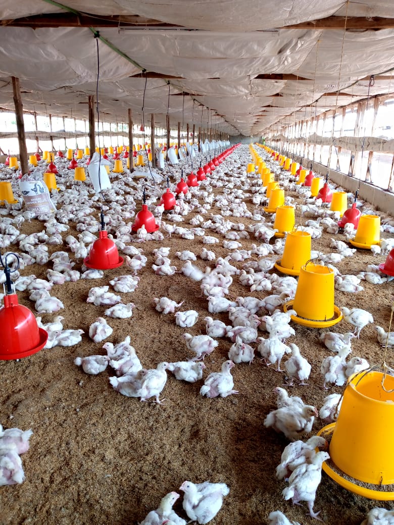 Smart coop system