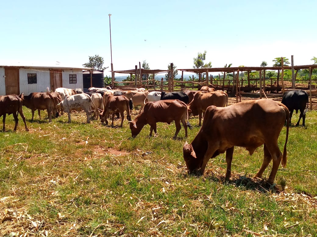 Cows and goats grazing in a green pasture